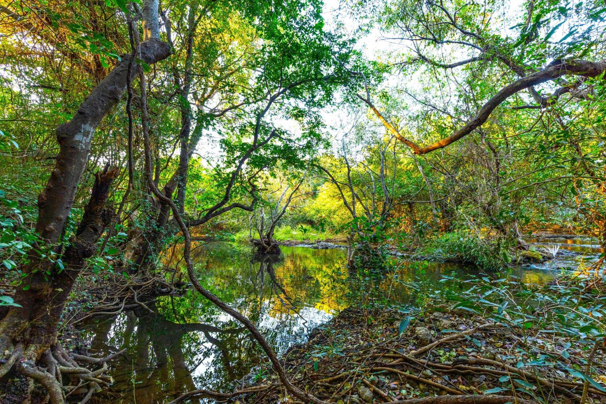 Brook Ville Sasan Gir Dış mekan fotoğraf